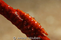 Spindle cowrie. Picture taken on the second reef off Nego... by Anouk Houben 
